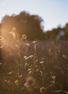 Wildflowers in a sunlit field create a tranquil, dreamy scene perfect for wellness or nature-themed projects.