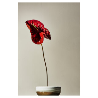 A vibrant red anthurium flower stands elegantly in a glazed ceramic pot against a soft, neutral background.