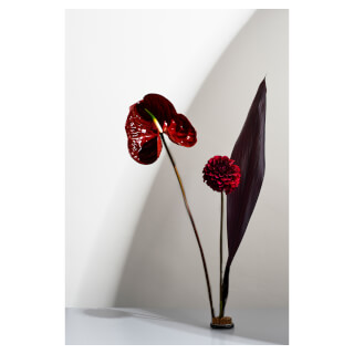A minimalist floral arrangement with a red anthurium, dahlia, and leaf against a white background.