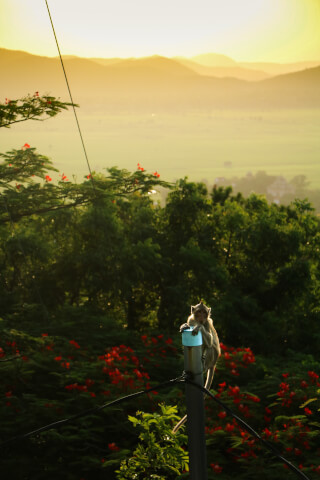 A monkey sits atop a pole amidst a lush, green landscape with distant mountains.