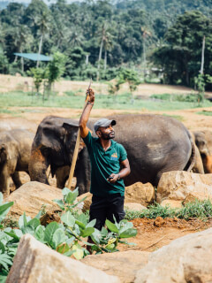 A man in green stands among elephants in their natural habitat, under soft natural light.