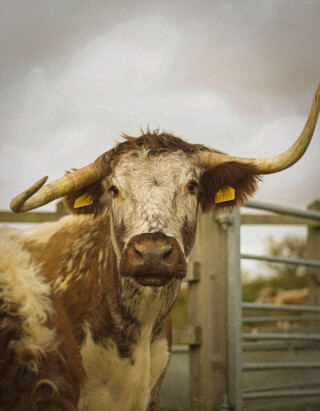 A close-up of a longhorn cow with impressive horns, standing calmly in a field.