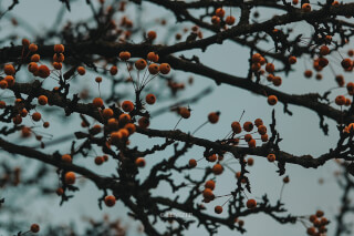 Orange berries on branches against a soft sky offer a tranquil autumn scene.