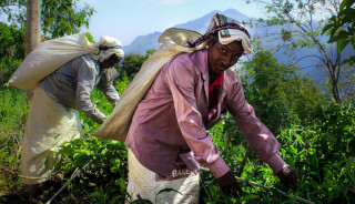 Two women harvesting tea leaves in a rural, hilly plantation, wearing traditional clothing and carrying large bags.