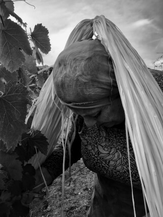 A vineyard worker harvests grapes in a vineyard, in black and white.