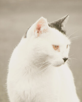 A white cat with black spots on its ears looks off to the side in a relaxed pose.