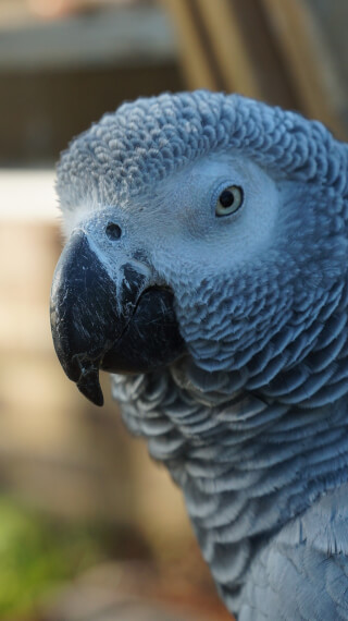 A close-up shot showcases the serene beauty of an African Grey parrot, highlighting its detailed feathers.