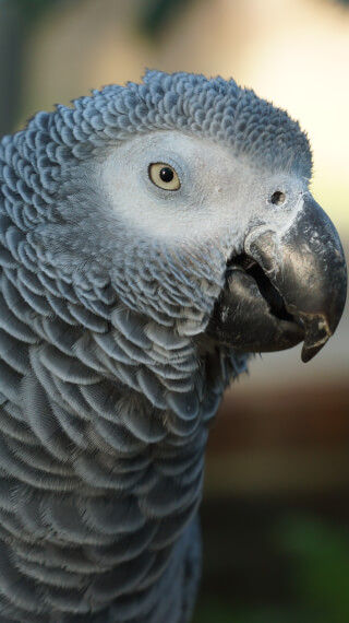 A close-up of an African Grey parrot, showcasing its gray feathers and black beak in natural light.