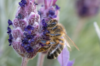 A bee collects nectar from a vibrant purple lavender flower in a close-up shot, showcasing the beauty of nature.