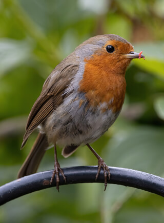 A robin perches on a metal bar, with a worm in its beak, set against a blurry green background.