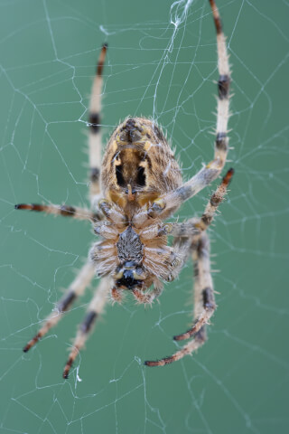 A close-up of an orb weaver spider sitting in its web against a soft green background.