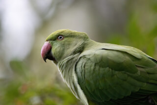 A close-up shot features a green rose-ringed parakeet with a pink beak, perched outdoors in a tranquil setting.