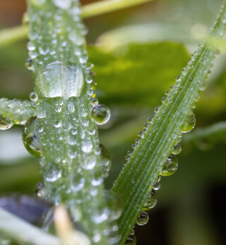 Close-up of grass blades adorned with water droplets, evoking a sense of calm and freshness.