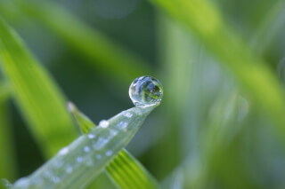 A water droplet clings to the tip of a blade of grass in a serene, natural setting.