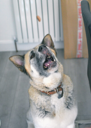 A fluffy dog with a brown collar is trying to catch a treat mid-air in an indoor setting.
