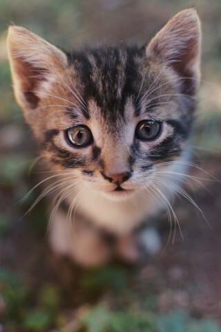 A sweet close-up of a kitten with big eyes looking up, perfect for animal lovers and pet-related content.