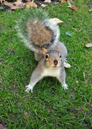 A curious squirrel poses on green grass in a park, captured in a playful and engaging close-up. Perfect for nature campaigns.