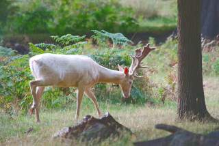 A majestic white deer grazes peacefully in a lush forest, embodying tranquility and the beauty of nature.