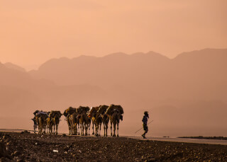 A man leads a camel caravan across a desert landscape with distant mountains at sunset.