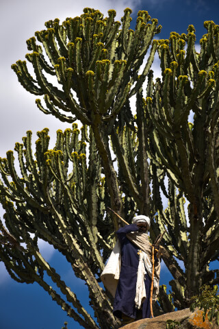 A man in traditional Ethiopian attire stands among large flowering cactus trees in a natural setting.