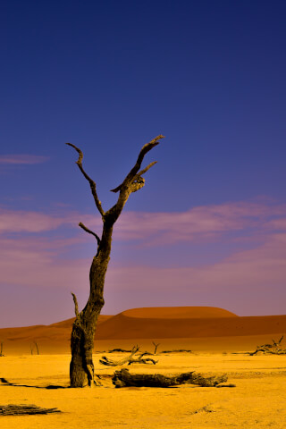 A lone, dead tree stands in the desert against a bright blue sky, surrounded by sand dunes.