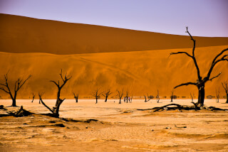 A scenic desert landscape with dead trees set against a vast dune, evokes a sense of tranquility and natural beauty.