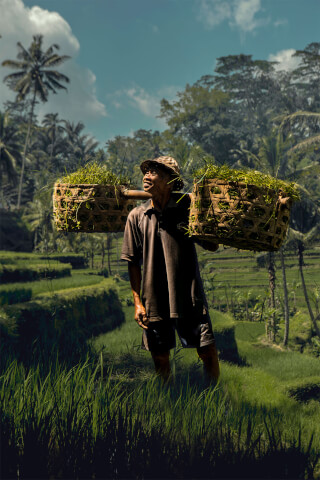 A smiling farmer carries baskets of rice seedlings across the lush green rice terraces.