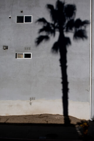 A building wall displays a palm tree shadow on a gray facade next to a small fire hydrant.