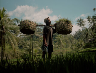 A farmer carries baskets of plants on a yoke in a lush, rural setting.