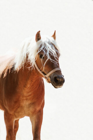 A tan horse with a white mane poses in the sunlight. Ideal for advertising equine-related products.