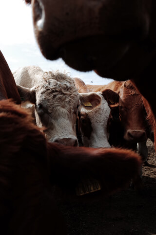 A close-up of curious cows in a pasture, showcasing farm life and animal welfare.