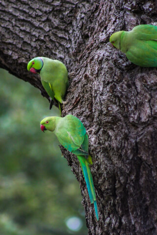 Three rose-ringed parakeets perch on a tree branch in their natural habitat, showcasing vibrant colors.