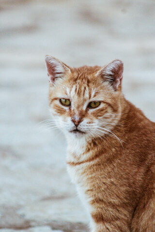 A close up portrait of an orange tabby cat looking directly at the camera.