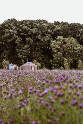 A serene yurt nestled in a field of purple flowers under a canopy of trees offers a peaceful escape in the countryside.