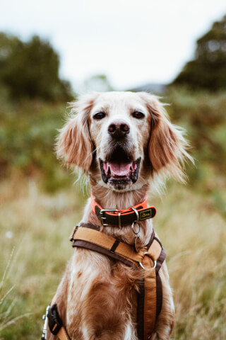 A happy setter dog with an orange collar and brown harness sits in a grassy field on an overcast day.
