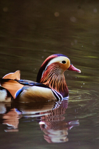 A vibrant mandarin duck swims serenely on the water, its reflection creating a harmonious scene in nature.