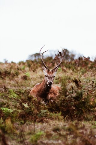 A red deer with large antlers rests peacefully in a grassy field on a cloudy day.