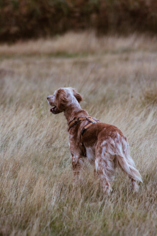 An English Setter stands alert in a grassy field, enjoying an outdoor adventure.