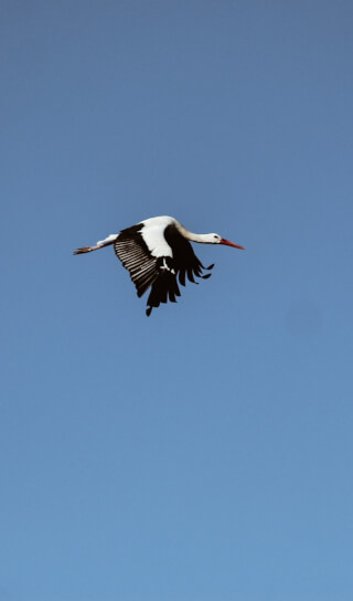A majestic stork soars gracefully across a clear blue sky, its wings spread wide.