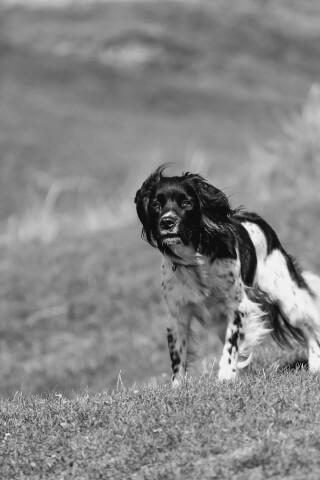 A striking black and white photo captures a dog standing in a grassy field, exuding calmness.