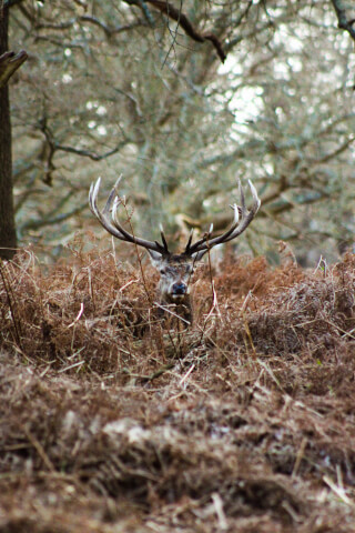 A majestic deer with impressive antlers stands amidst a forest of dry ferns, blending seamlessly with the natural environment.