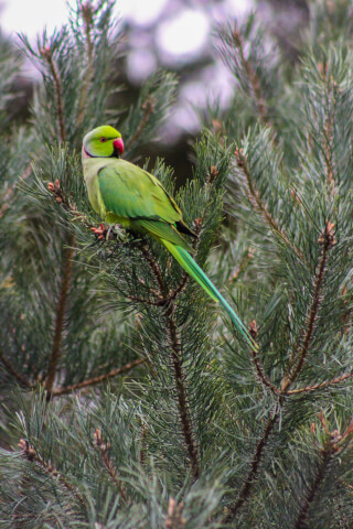 A rose-ringed parakeet perched on a branch surrounded by green needles, a natural wildlife image.