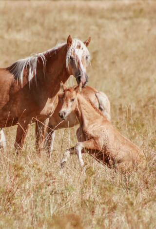 A gentle moment captured of a mare nuzzling her foal in a sun-drenched grassy field.