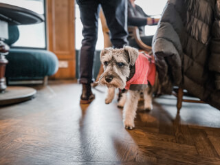 A schnauzer wearing a pink coat stands indoors on a herringbone-patterned wood floor in a pet-friendly establishment.