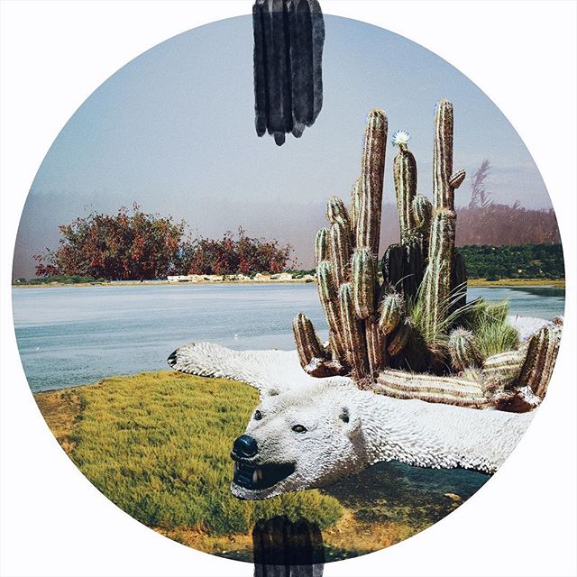 A surreal collage of a polar bear on a lakeside setting with cacti, portraying a conceptual image of changing environments.