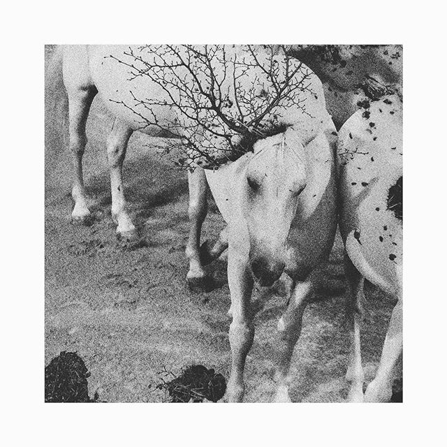 blackandwhitephotography contemporaryart contemporaryphotography doubleexposure fineart fineartphotography fujifeed fujifilm horses mixedmedia nature photography visualart