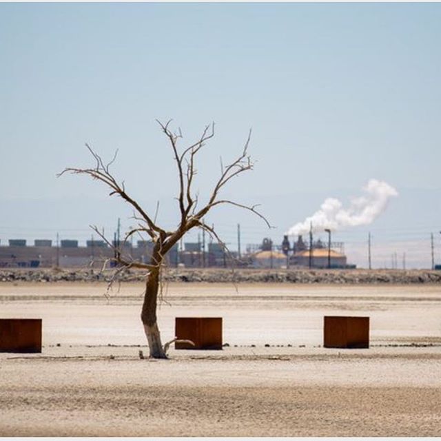 Barren tree stands in a dry landscape with a factory emitting smoke in the distance.