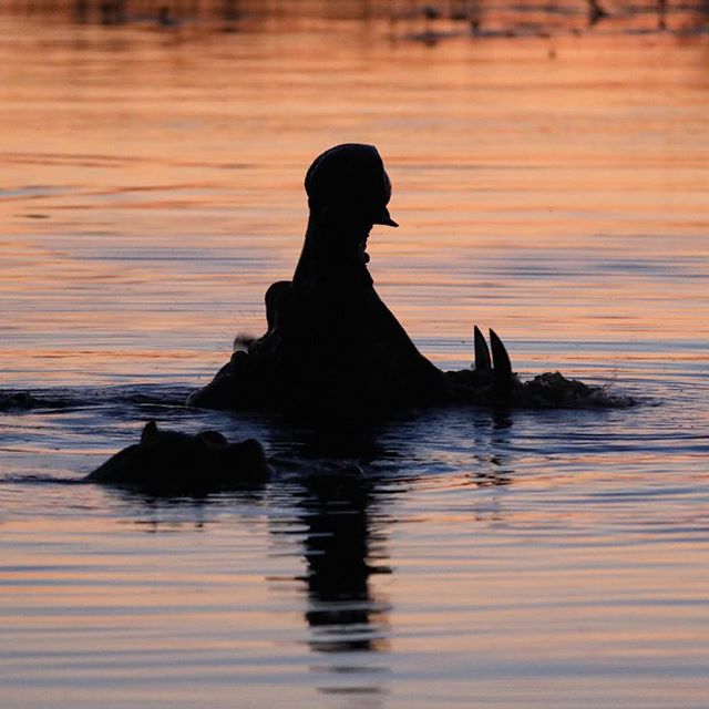 Hippos swim in the water at sunset, creating a tranquil and captivating wildlife scene.