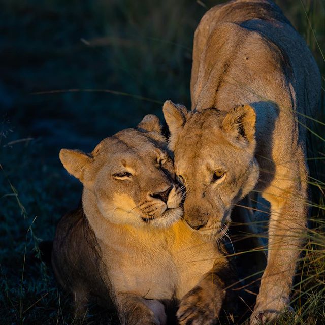 lioness safari wildlife