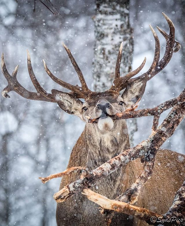 animal_captures animals_in_world awesome_earthpix awesupply bestanimalpics conservation discoverearth earthfever earthfocus earthspirit ig_shotz_april natgeohub nature_brilliance nature_globepix nature_perfection naturephotography norway ok_animals riyets splendid_animals splendid_earth stag wildlife wildlifeaddicts wildlifeinsnow wildlife_perfection wildlifephotography wildlifeplanet wonderfulglobe